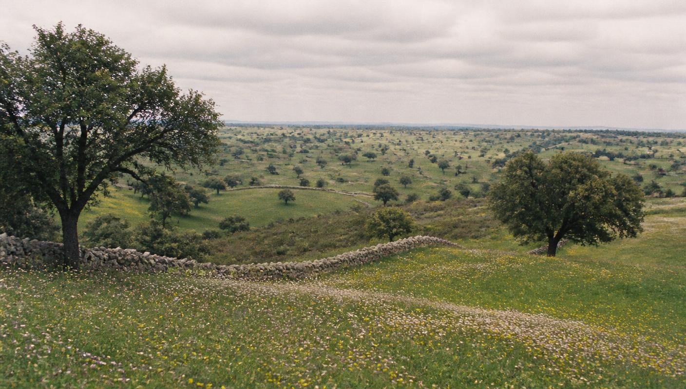 Campos verdes ondulantes com azinheiras dispersas e muros de pedra a desenhar as colinas.